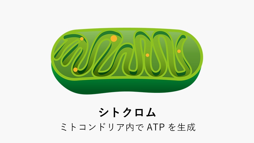 ATPをつくる